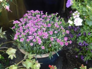 Choissia Ternata voor een bijenrijke tuin